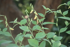 Crotalaria hirsuta